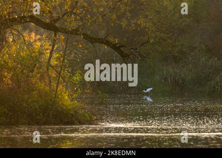 La pêche à la grande aigrette blanche dans une crique peu profonde. Soirée d'automne au lac avec roseaux et arbres avec feuilles jaunes et vertes. Atmosphère sombre. Banque D'Images