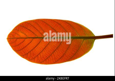 les feuilles rouges sur fond blanc s'isolent Banque D'Images