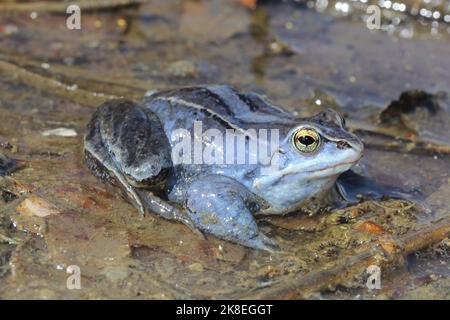 Le mâle bleu de la grenouille langade (Rana arvalis) à la surface de l'eau Banque D'Images