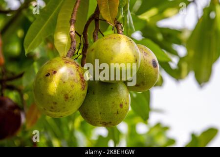 Le fruit du pong (Cerbera odollam) dans le parc national Bako Sarawak Malaisie. Il produit un poison puissant qui a été utilisé pour le suicide Banque D'Images