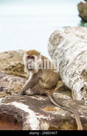 Un macaque sauvage (Macaca fascicularis) est assis sur le rondins. Le fond est Bako National Park Beach Sarawak Malaysia Banque D'Images