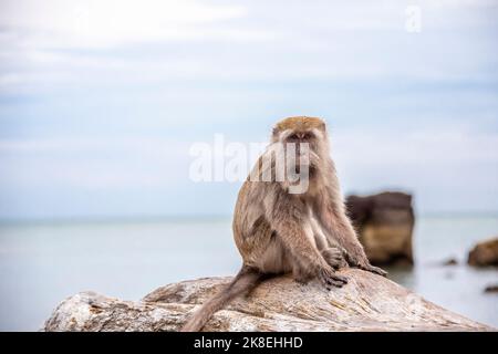 Un macaque sauvage (Macaca fascicularis) est assis sur le rondins. Le fond est Bako National Park Beach Sarawak Malaysia Banque D'Images