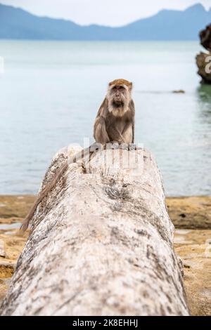 Un macaque sauvage (Macaca fascicularis) est assis sur le rondins. Le fond est Bako National Park Beach Sarawak Malaysia Banque D'Images