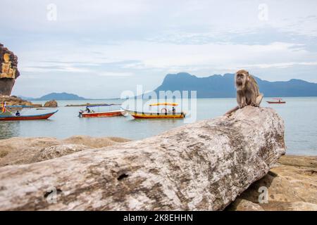 Un macaque sauvage (Macaca fascicularis) est assis sur le rondins. Le fond est Bako National Park Beach Sarawak Malaysia Banque D'Images