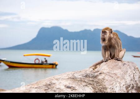 Un macaque sauvage (Macaca fascicularis) est assis sur le rondins. Le fond est Bako National Park Beach Sarawak Malaysia Banque D'Images