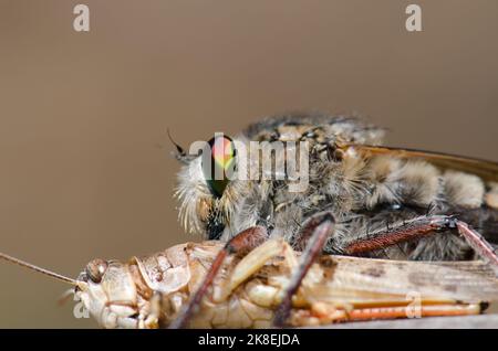 La mouche à mouches Promaque latitarsatus se nourrissant d'un acridien marocain Dociostaurus maroccanus. Inagua. Tejeda. Grande Canarie. Îles Canaries. Espagne. Banque D'Images