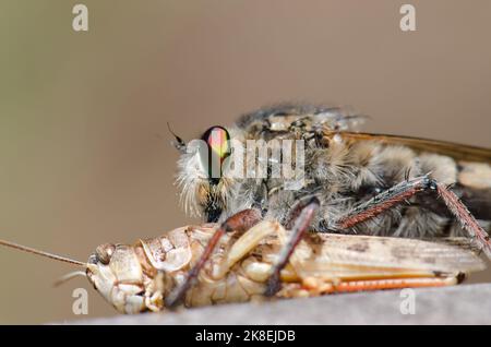 La mouche à mouches Promaque latitarsatus se nourrissant d'un acridien marocain Dociostaurus maroccanus. Inagua. Tejeda. Grande Canarie. Îles Canaries. Espagne. Banque D'Images