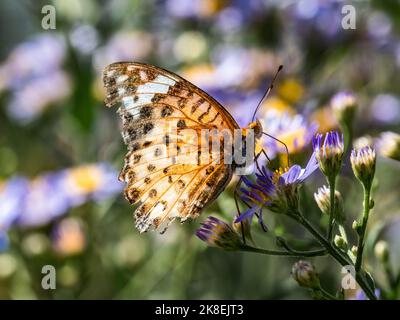 Un papillon frillaire tropical, Argynnis hyperbius, boit du nectar de fleurs d'aster dans un petit parc de Yokohama, au Japon. Banque D'Images