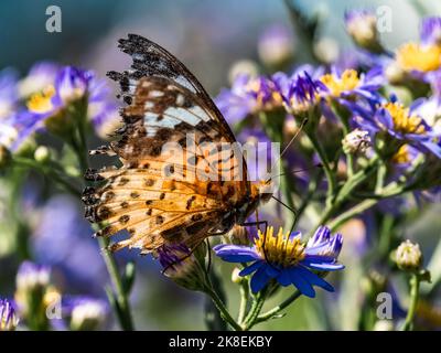 Un papillon frillaire tropical, Argynnis hyperbius, boit du nectar de fleurs d'aster dans un petit parc de Yokohama, au Japon. Banque D'Images