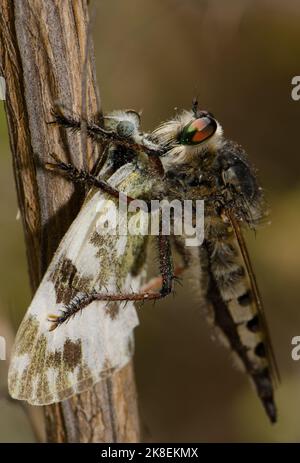 Mouche à mouches Promachus latitarsatus manger un bain blanc Pontia daplidice. Réserve naturelle d'Inagua. Tejeda. Grande Canarie. Îles Canaries. Espagne. Banque D'Images