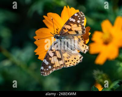 Un papillon frillaire tropical, Argynnis hyperbius, boit le nectar d'une fleur de cosmos dorés dans un petit parc de Yokohama, au Japon. Banque D'Images