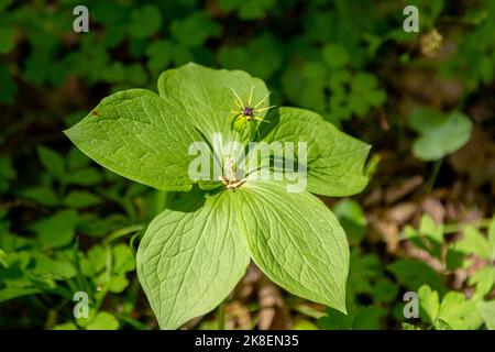 Paris quadrifolia ou véritable amant de la plante en fleurs de nœud en croissance dans la forêt. Banque D'Images