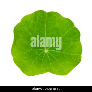 Petite feuille de nasturtium de jardin provenant du dessus, isolée sur fond blanc. Feuille ronde verte fraîche de Tropaeolum majus. Banque D'Images