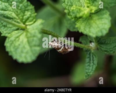 Moth de la betterave hawaïenne, Spoladea recurvalis, sur une tige de feuille dans un petit jardin de fleurs à Yokohama, au Japon. Banque D'Images