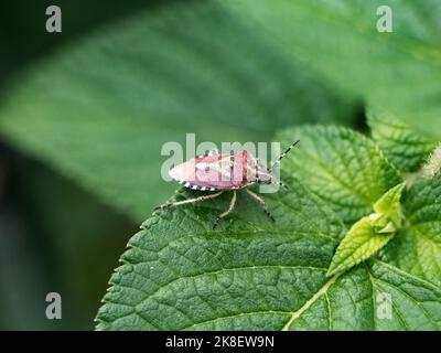 Un petit insecte en forme de bouclier, Dolycoris baccarum, repose sur une feuille large dans un jardin à Yokohama, au Japon Banque D'Images