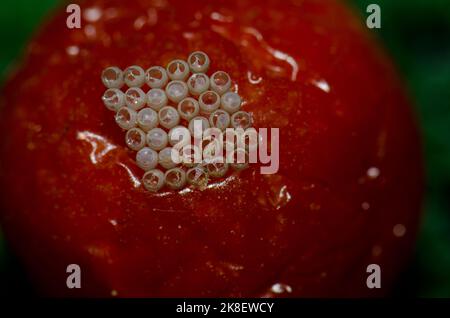 Œufs de punaise vert du sud Nezara viridula sur une tomate cerise. Schamann. Las Palmas de Gran Canaria. Grande Canarie. Îles Canaries. Espagne. Banque D'Images