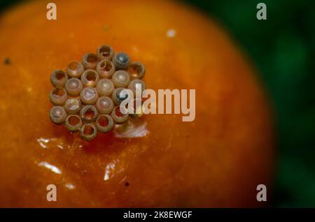 Œufs de punaise vert du sud Nezara viridula sur une tomate cerise. Schamann. Las Palmas de Gran Canaria. Grande Canarie. Îles Canaries. Espagne. Banque D'Images