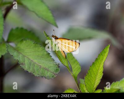 Un papillon à herbe Leptalina unicolor bordé d'argent repose sur une feuille à côté de la rivière Sagami à Atsugi, au Japon Banque D'Images