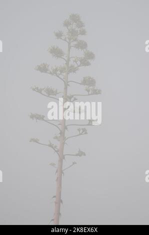 Tige de fleur d'un siècle plante Agave americana dans le brouillard. Le parc rural Nublo. Grande Canarie. Îles Canaries. Espagne. Banque D'Images