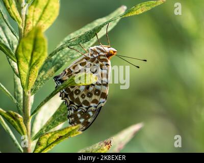 Un papillon fritillaire tropical, Argynnis hyperbius, se reposant sur la partie inférieure d'une feuille le long d'un sentier de randonnée à Yokohama, au Japon. Banque D'Images