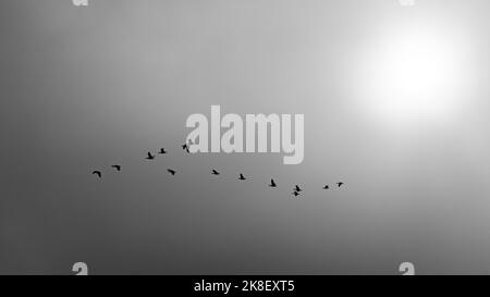 Des troupeaux d'oies grises se assemblent pour leur migration saisonnière le matin d'une journée brumeuse dans la mer des Wadden Banque D'Images