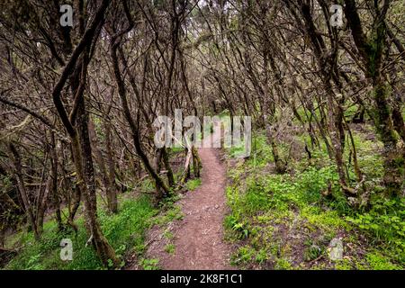 Îles Canaries. Forêt d'Evergreen dans le parc national de Garajonay, sentier touristique, île de la Gomera, Espagne. Banque D'Images