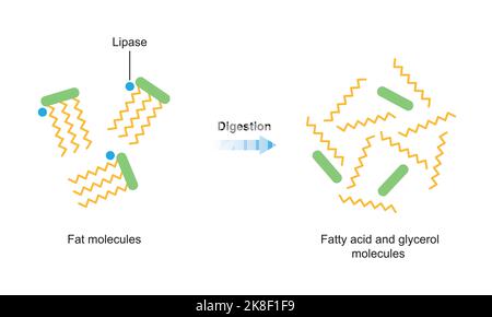 Conception scientifique de la digestion des molécules de graisse. Effet de l'enzyme lipase sur les molécules de graisse. Formation d'acides gras et de glycérol. Symboles colorés. Vecteur. Illustration de Vecteur