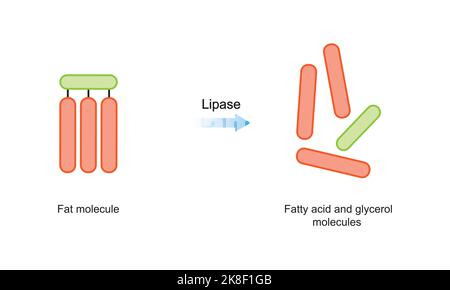 Conception scientifique de la digestion des molécules de graisse. Effet de l'enzyme lipase sur les molécules de graisse. Formation d'acides gras et de glycérol. Symboles colorés. Vecteur. Illustration de Vecteur