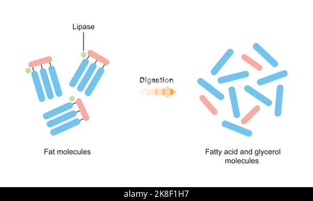 Conception scientifique de la digestion des molécules de graisse. Effet de l'enzyme lipase sur les molécules de graisse. Formation d'acides gras et de glycérol. Symboles colorés. Vecteur. Illustration de Vecteur