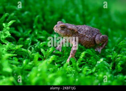 Une grenouille est assise dans la mousse de la forêt et se prépare à sauter. Banque D'Images