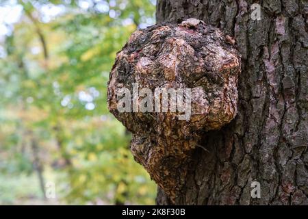 Un mashroom de chaga sur un tronc d'arbre. Tricoter le champignon. Champignon de chaga médicinal, nom latin - Inonotus obliquus. Banque D'Images