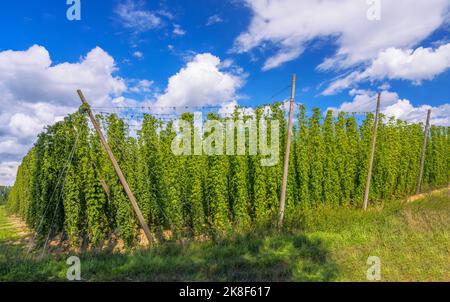 La culture du houblon dans un jardin de houblon en Bavière, dans une région appelée Hallertau, qui est célèbre pour la culture du houblon Banque D'Images