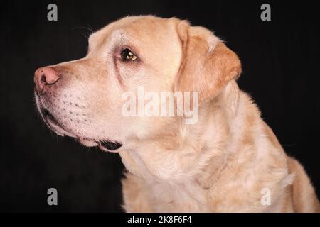 Portraits de chiens de Labrador jaunes en couleur et en noir et blanc Banque D'Images