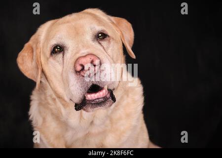 Portraits de chiens de Labrador jaunes en couleur et en noir et blanc Banque D'Images