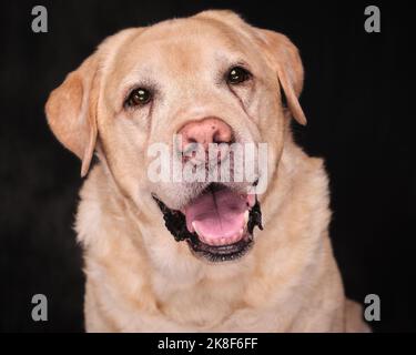 Portraits de chiens de Labrador jaunes en couleur et en noir et blanc Banque D'Images