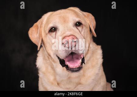 Portraits de chiens de Labrador jaunes en couleur et en noir et blanc Banque D'Images