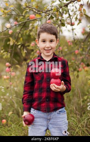 Mignon petit garçon souriant avec des pommes debout à la ferme Banque D'Images