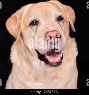 Portraits de chiens de Labrador jaunes en couleur et en noir et blanc Banque D'Images