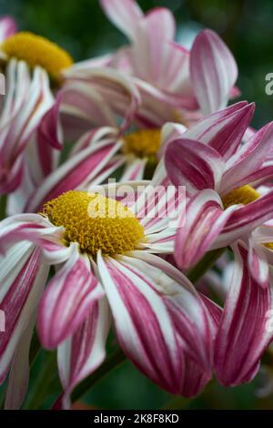 gros plan sur les chrysanthèmes séchants, gros plan sur les fleurs sauvages dans le jardin, mise au point sélective avec arrière-plan flou Banque D'Images