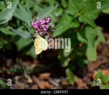 Papillon jaune trouble se nourrissant sur le nectar Banque D'Images