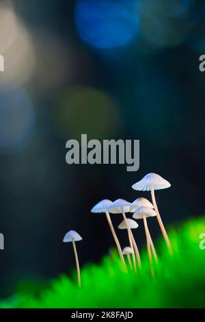 Bouquet de petits champignons poussant à l'extérieur Banque D'Images