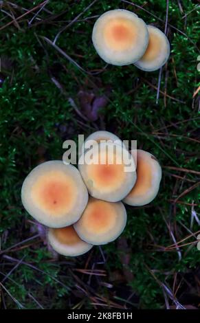 Les champignons poussant sur sol forestier Banque D'Images