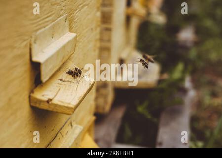 Abeilles volant par ruche en bois Banque D'Images