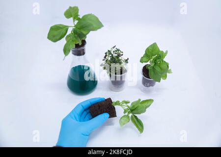 Scientifique tenant une plante de basilic par des béchers et un flacon sur une table en laboratoire Banque D'Images