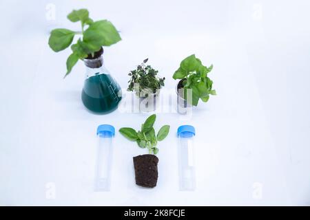 Plantes et équipement disposés sur une table en laboratoire Banque D'Images