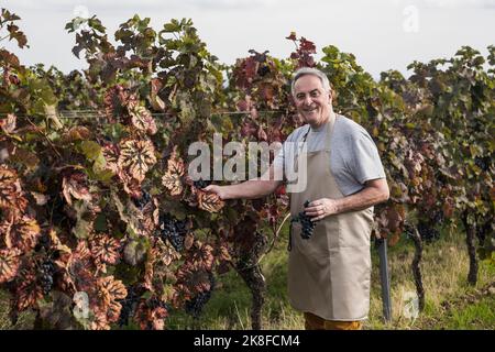 Agriculteur senior debout avec des raisins touchant la feuille dans le vignoble Banque D'Images