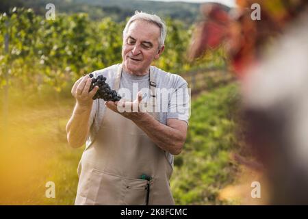 Un ouvrier agricole senior vérifie des grappes de raisins dans le vignoble Banque D'Images