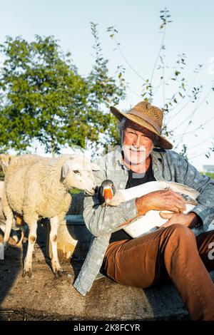 Joyeux fermier portant l'oie assis par des moutons à la ferme le jour ensoleillé Banque D'Images