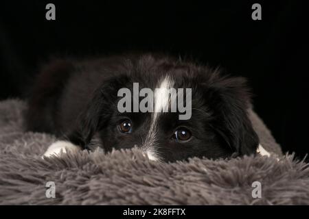 Bordure du chiot collie reposant sur le lit d'animal de compagnie sur fond noir Banque D'Images