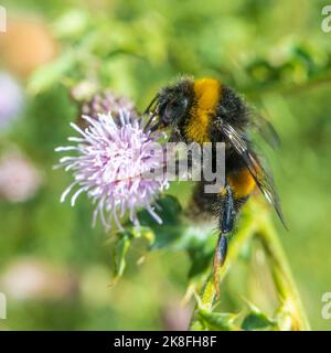 Bourdon se nourrissant de fleurs en fleur Banque D'Images